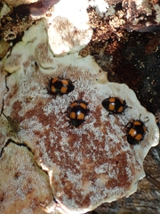 Aulacocheilus doriae