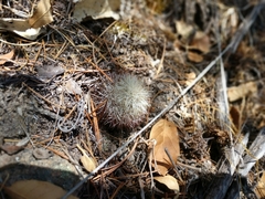 Mammillaria densispina