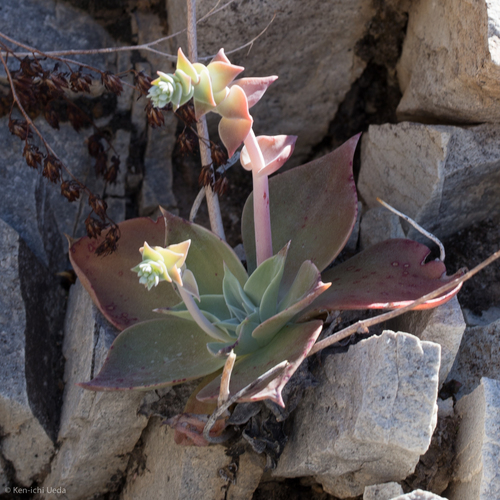 Dudleya arizonica