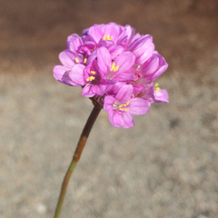 Armeria maritima californica
