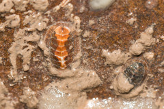 Chitonoidea