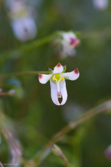 Nemacladus orientalis