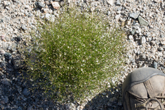 Nemacladus orientalis