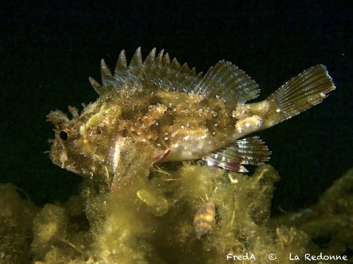 Black Scorpionfish, photo 6 of 10