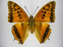 Charaxes boueti boueti