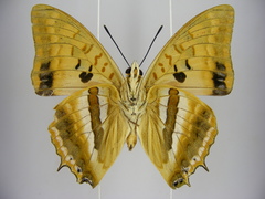 Charaxes boueti boueti