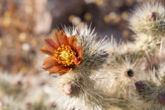 Cylindropuntia chuckwallensis