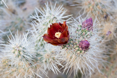 Cylindropuntia chuckwallensis