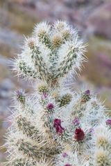 Cylindropuntia chuckwallensis