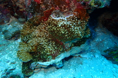 Leptoseris incrustans