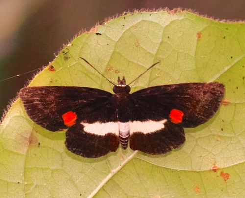 Paramimus stigma