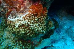 Leptoseris incrustans