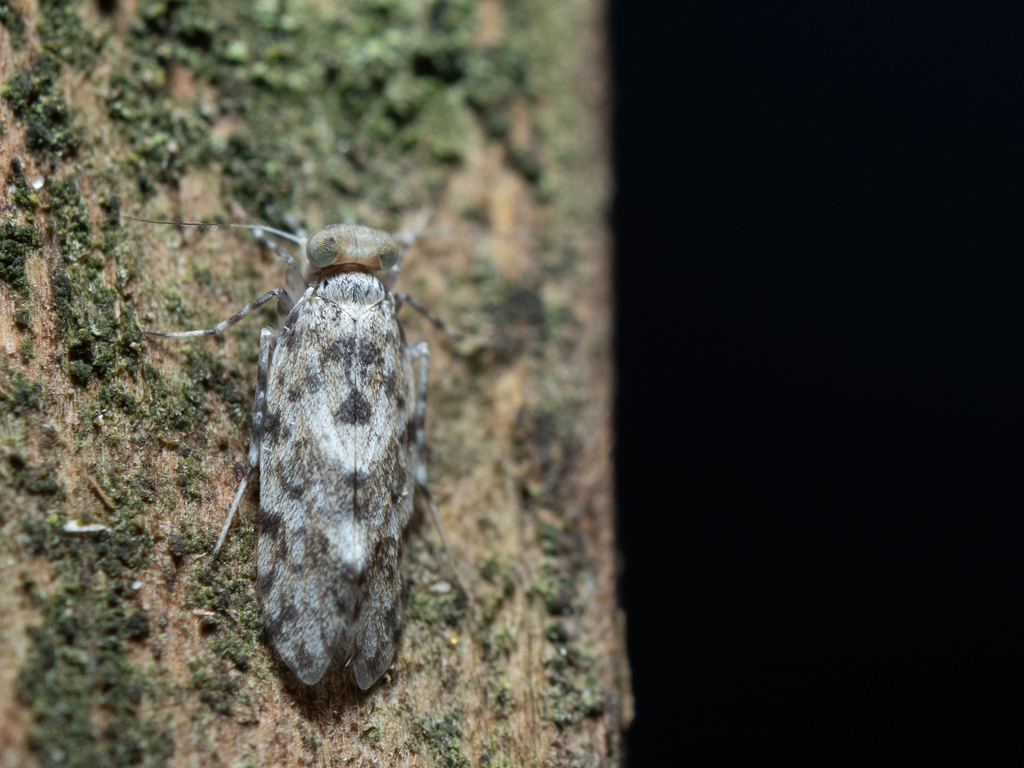 Lithoseopsis hystrix