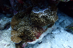 Leptoseris incrustans