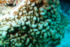 Leptoseris incrustans