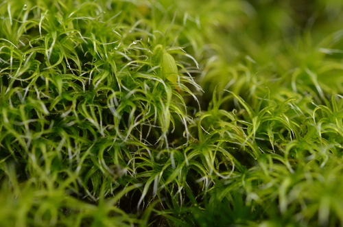 Grimmia decipiens observed 2023-12-15