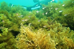 Pempheris multiradiata