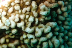 Leptoseris incrustans