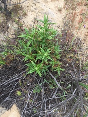 Diplacus longiflorus