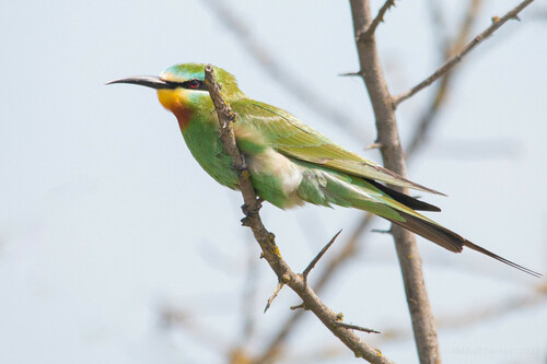 Abejaruco persa (Merops persicus)
