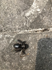 Xylocopa tranquebarorum