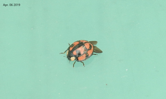 Aiolocaria hexaspilota