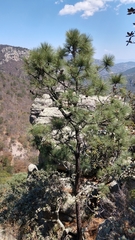 Pinus devoniana