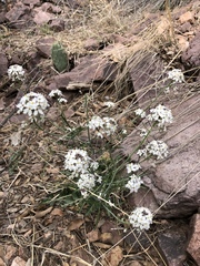 Dryopetalon runcinatum