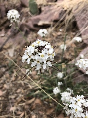 Dryopetalon runcinatum
