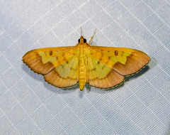 Meroctena