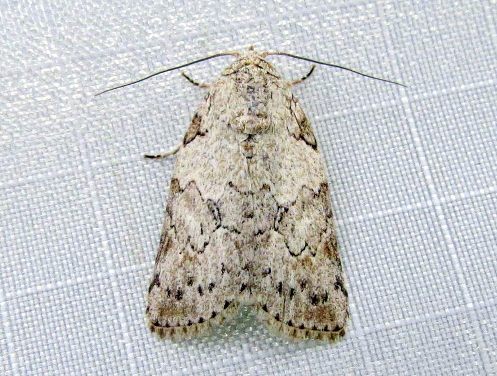 Characoma fortiscripta