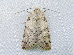 Characoma fortiscripta