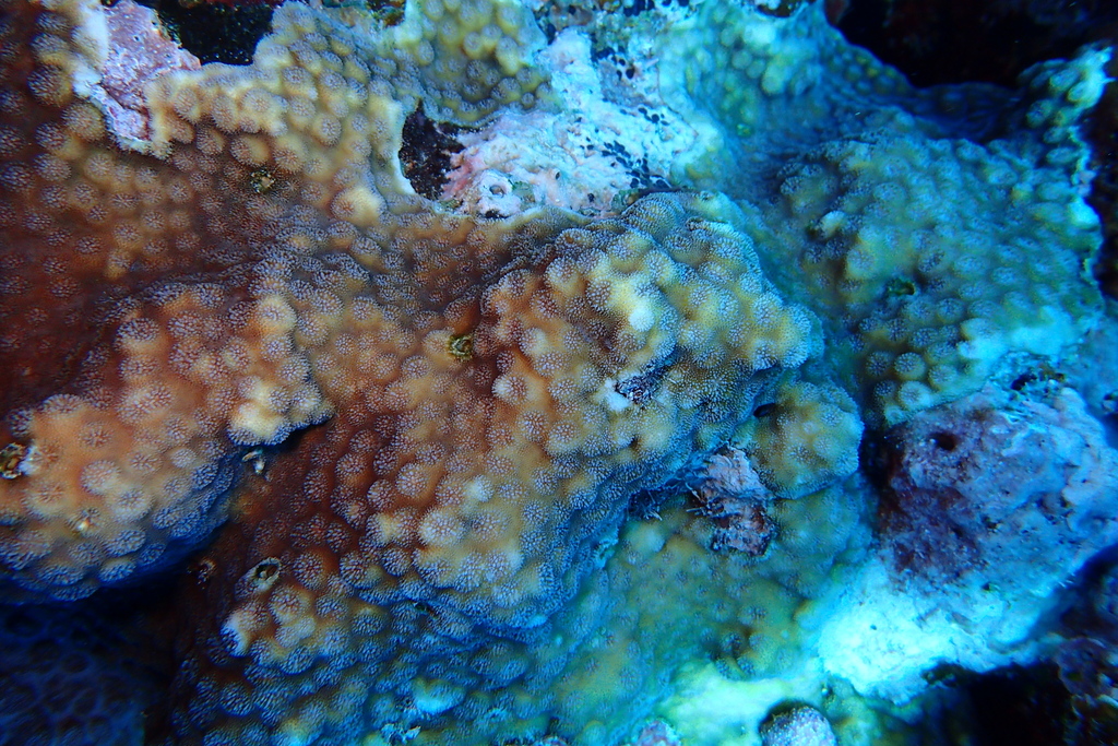 Echinopora pacificus