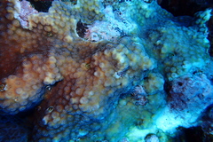 Echinopora pacificus