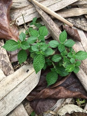 Boehmeria pilosiuscula