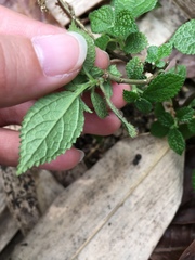 Boehmeria pilosiuscula