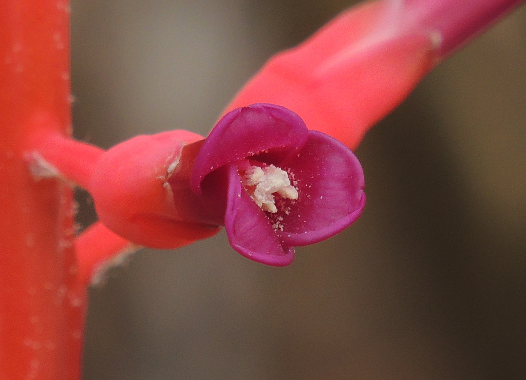 Neoglaziovia variegata