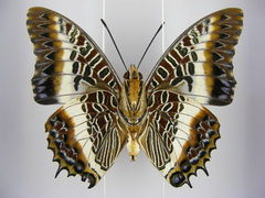 Charaxes brutus angustus