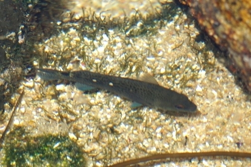 Chilean vieja (Graus nigra) — Kyphosidae — 4