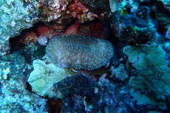 Lobactis scutaria
