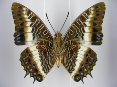 Charaxes brutus angustus