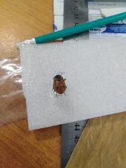 Dendroxena quadrimaculata