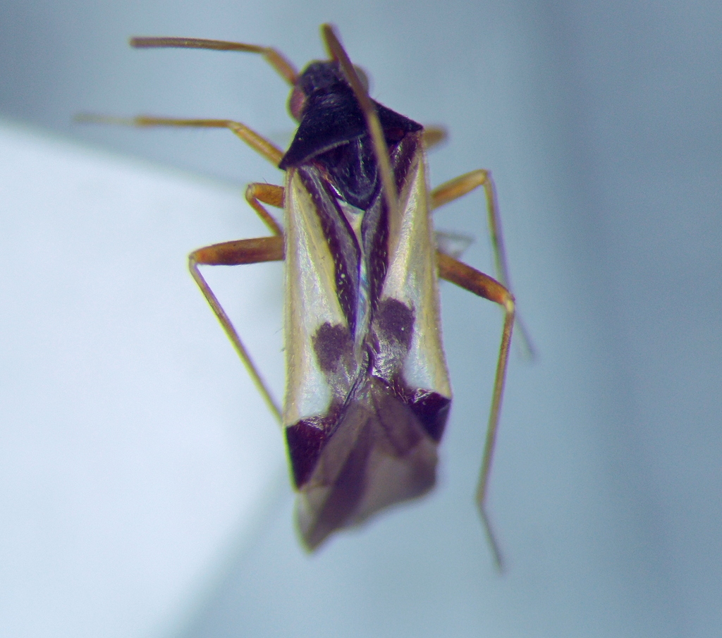 Hallodapus suturalis
