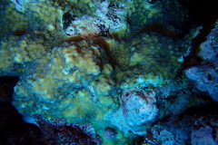 Echinopora pacificus