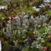 Cladonia phyllophora - Photo (c) Hans, algunos derechos reservados (CC BY-NC), subido por Hans