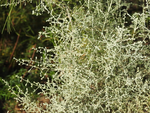 Artemisia ramosa