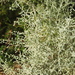 Artemisia ramosa - Photo (c) Carmen González, algunos derechos reservados (CC BY-NC), subido por Carmen González
