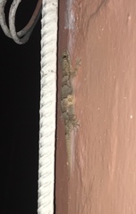 Hemidactylus mabouia