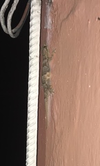 Hemidactylus mabouia