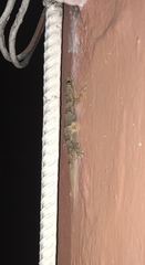 Hemidactylus mabouia